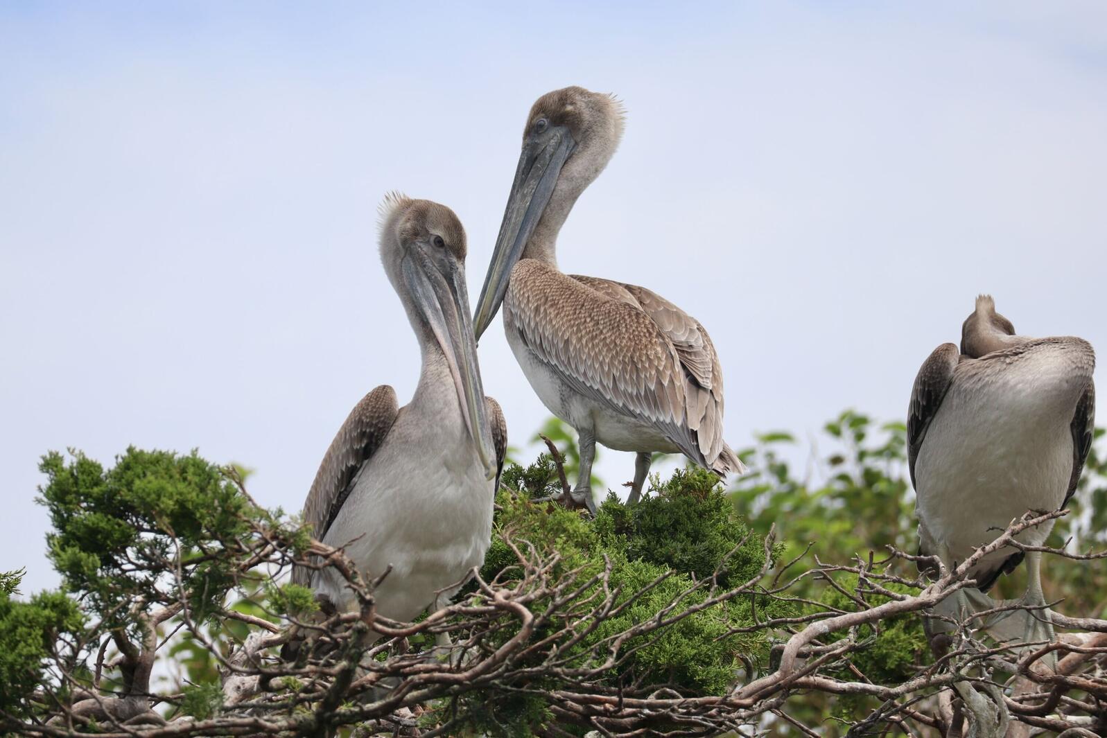 Brown Pelican chicks on Battery Island. Photo: Brittany Salmons/Audubon