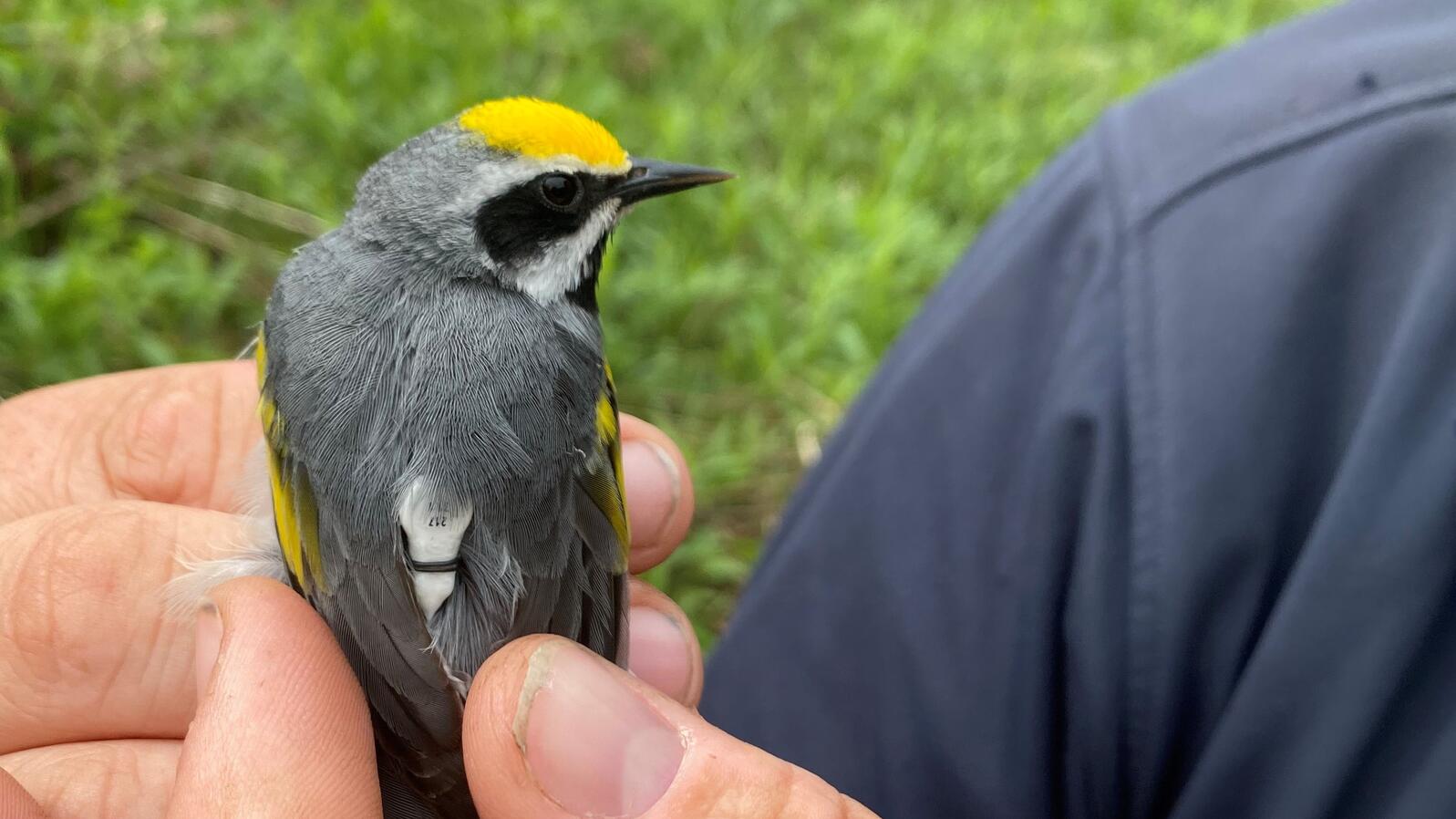 A songbird wears a tiny radio transmitter on its back.