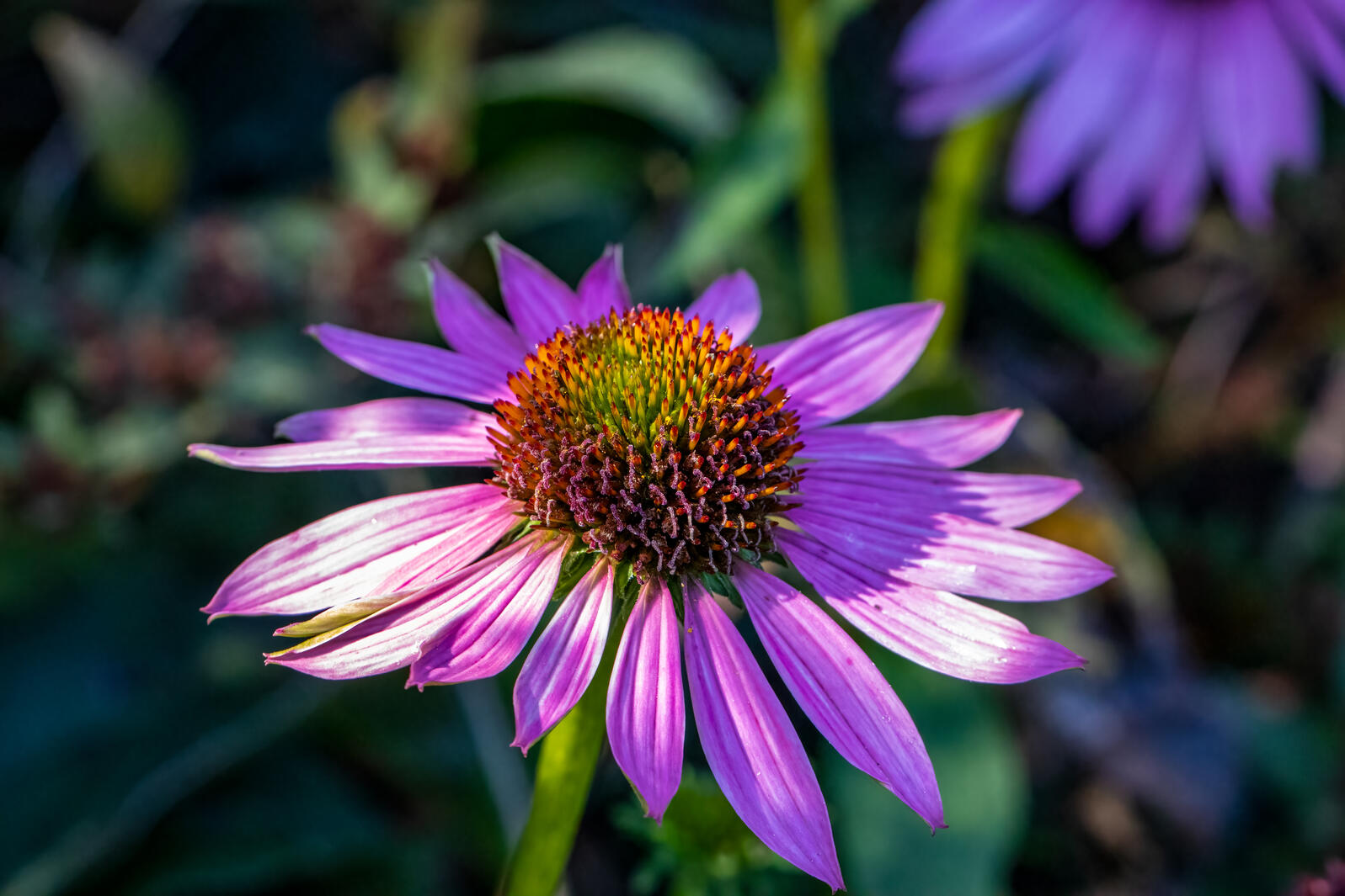 Purple Coneflower in bloom