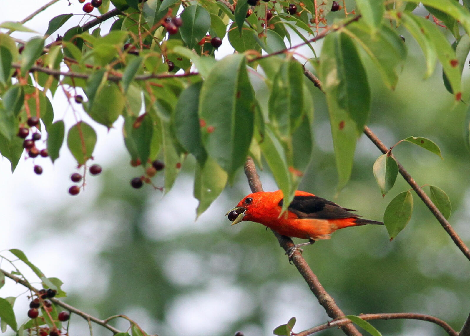 Scarlet Tanager in a black cherry tree
