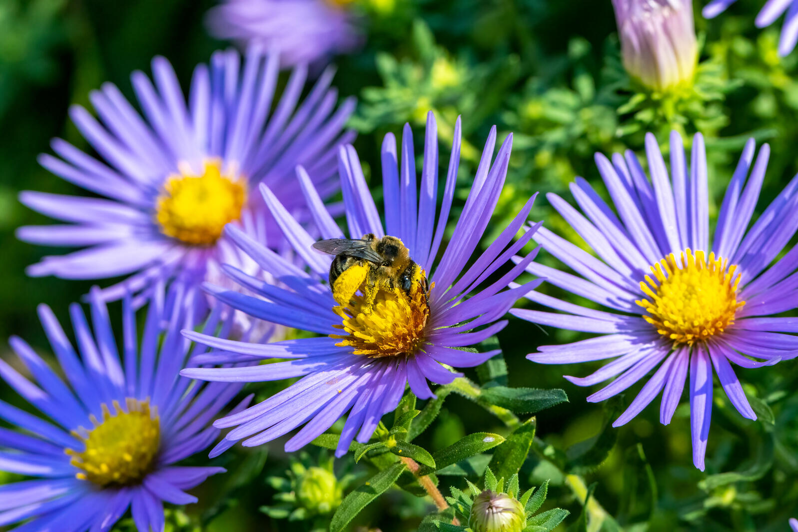 A bee visits purple Aromatic Aster in bloom.
