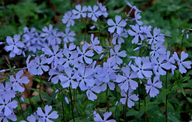 Phlox: A Sweet Addition To Any Woodland Garden