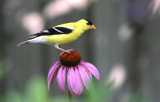 How to Make Your Yard Bird-Friendly