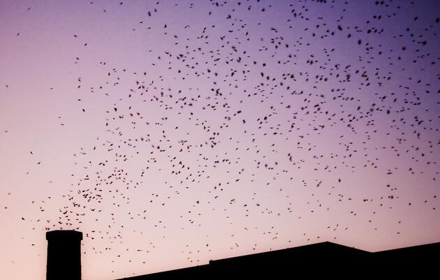 See Swifts Roosting in a Chimney Near You! 