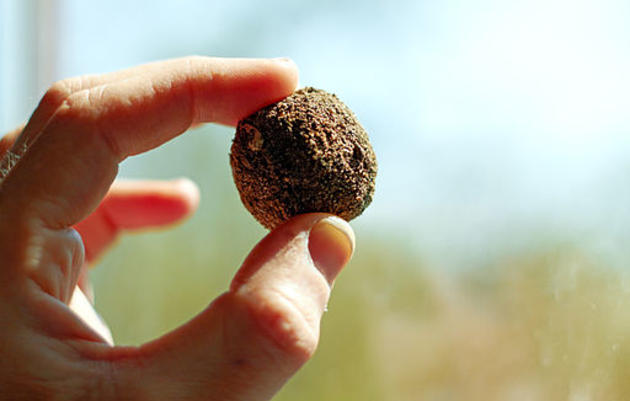 Spread Native Plants with DIY Seed Bombs!