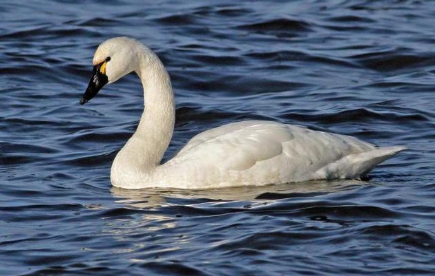 Tundra Swan