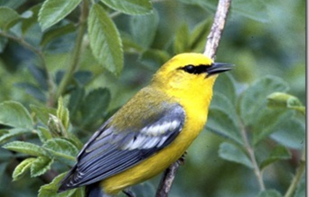 Collaborating for Protection of the Golden-winged Warbler: History of hybrids