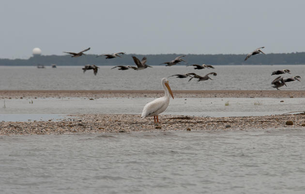 White Pelican Visits Rich Inlet