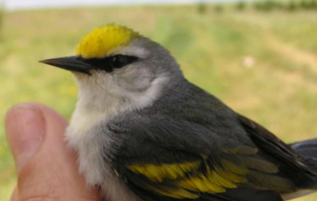 Collaborating for Protection of the Golden-winged Warbler: Next steps