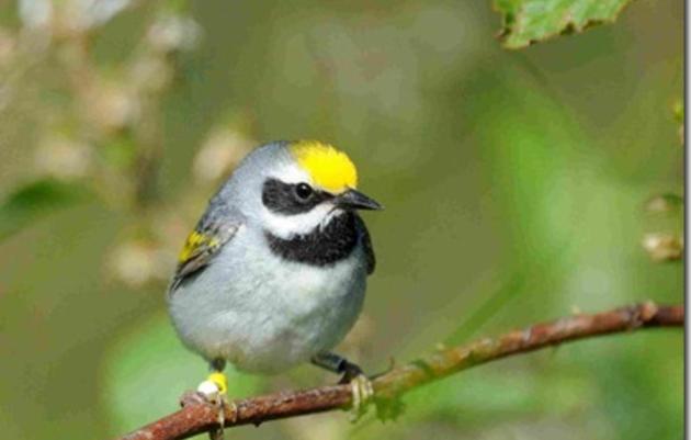 A Successful Year Monitoring Golden-winged Warblers in North Carolina
