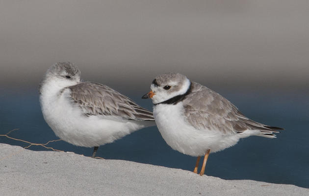 Help Save Endangered Piping Plovers at North Carolina’s Rich Inlet