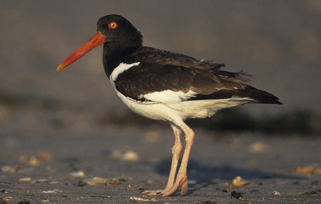 American Oystercatcher Research 2010-2016
