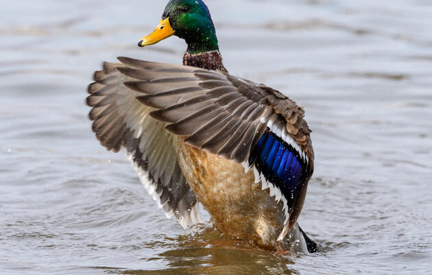 Audubon NC's 2025 Policy Agenda