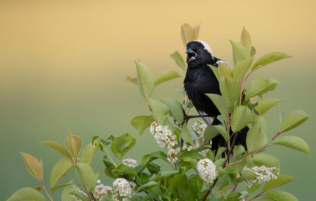 Audubon Applauds New NC Wildlife Action Plan 