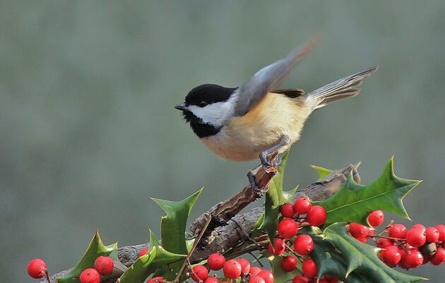 Fast-Growing County Passes Bird-Friendly Development Policies, Thanks to Audubon Chapter 