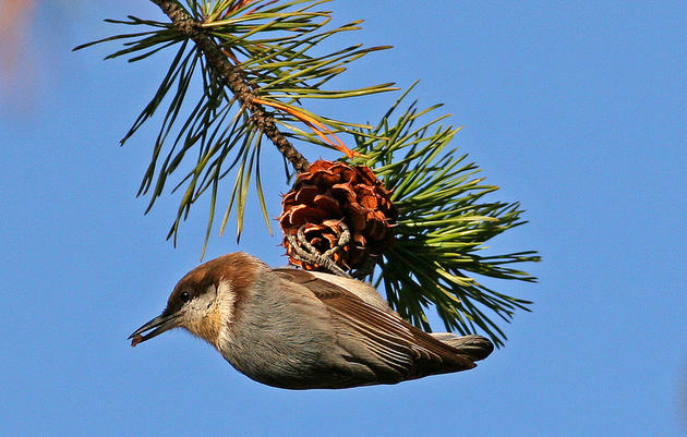 Make A Little Room for the Brown-headed Nuthatch