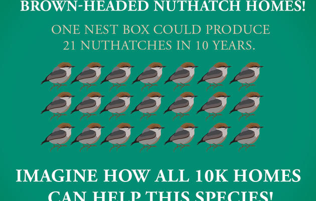 Small Actions = Big Impact for Nuthatches