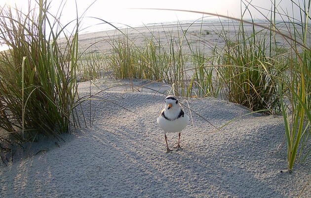 Trail Cam Reveals Harsh Realities of Life as a Piping Plover 