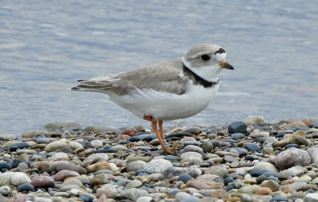 Endangered Celebrity Shorebird Arrives in NC for the Winter 