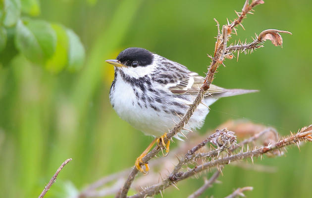 How Scientists Learned About The Blackpoll Warbler's Epic Migration 