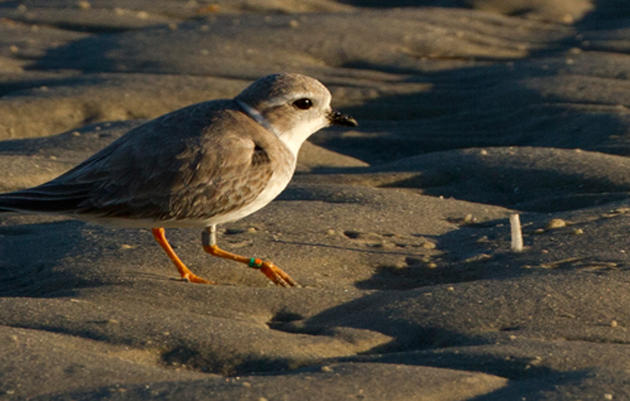 2016 Piping Plovers Year in Review
