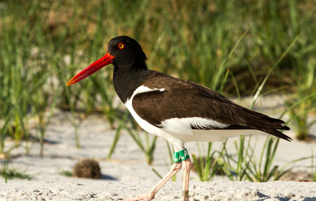 Coastal Birds: Your Top Questions, Answered