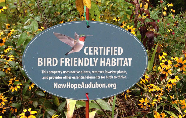 New Hope Audubon’s Guide to a Bird-Friendly Backyard 