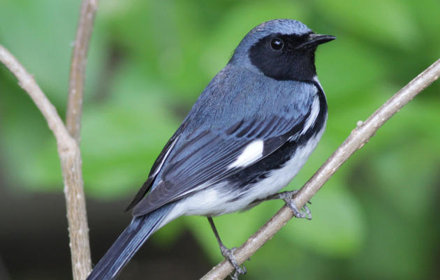 Survey finds diverse species at bird-friendly forestry site