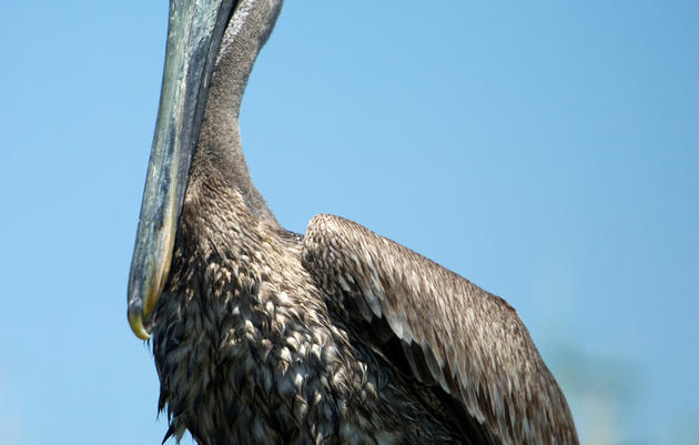 Oil and Birds Don't Mix - ANC Stands Against Offshore Drilling