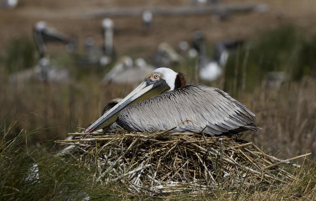 Nest Watch in 360: Pelicans, Terns and Ibis