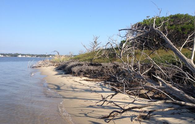 Assessing How Shoreline Change Impacts Nesting Waterbirds