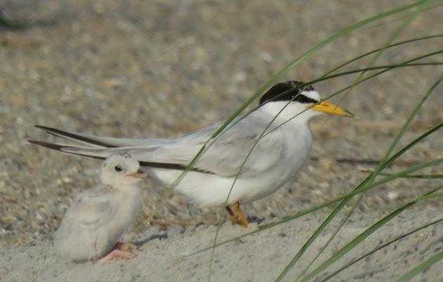A Look Back at Nesting Season on the South End of Wrightsville Beach