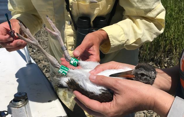 Oystercatcher Banding Leads to Big Find