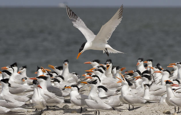 Wainwright Island Gets New Sand... and Birds!