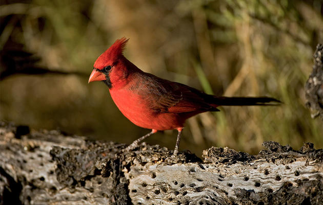 How Well Do We Really Know Cardinals?