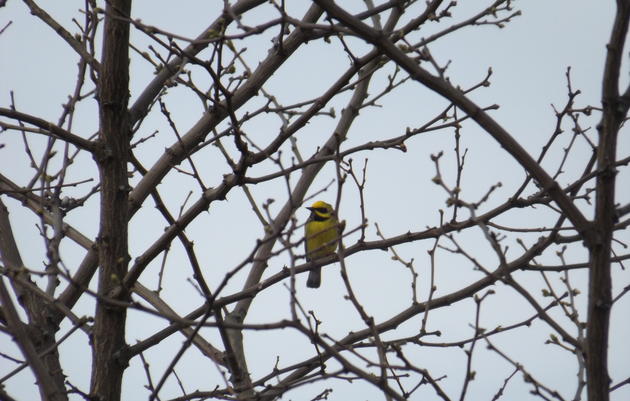 Collaborating for Protection of the Golden-winged Warbler: What we’ve learned