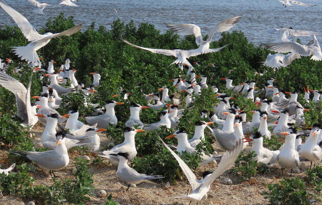 NC Tern Mapping Uncovers Hemispheric Connections & Conservation Successes 