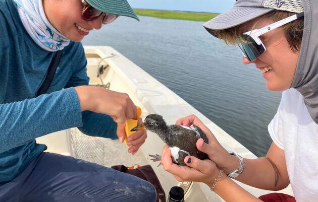 A Record-Breaking Summer for Oystercatchers, Stewards at Coastal Sanctuaries 