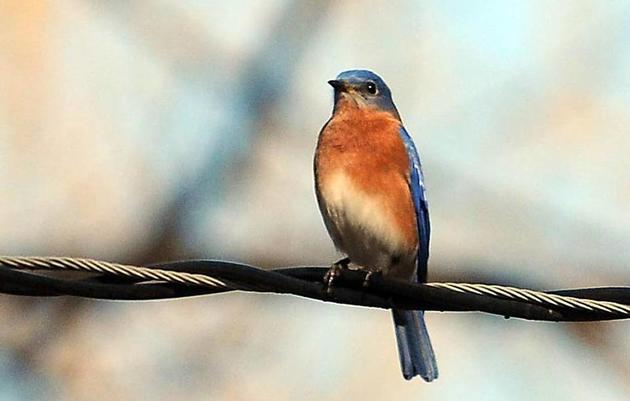 North Carolina’s Bird Lover Winter Tradition Still Contributing To Science