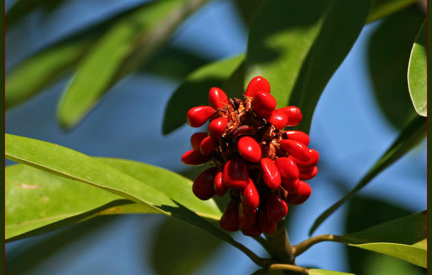 Sweetbay Magnolia: Adding Life to Your Garden