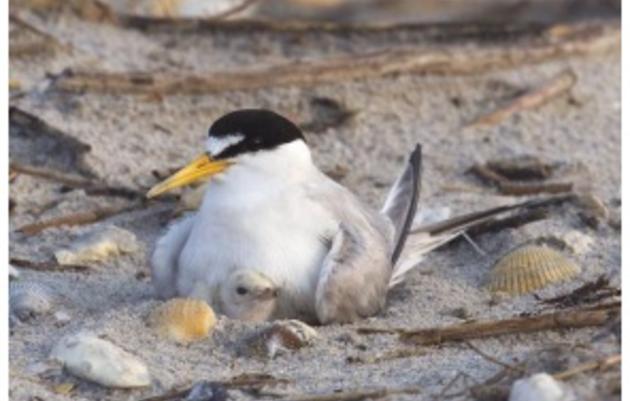 Chapter of the Month: Cape Fear Audubon