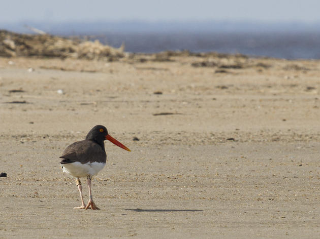 Quest for Banded Birds: The Next Generation of American Oystercatchers