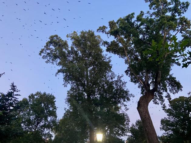 Famous NC Tree Hosts “Incredibly Unique” Swift Roost 