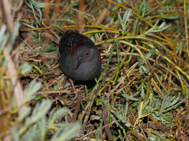Rolling out the Welcome Mat for Black Rails at Pine Island 
