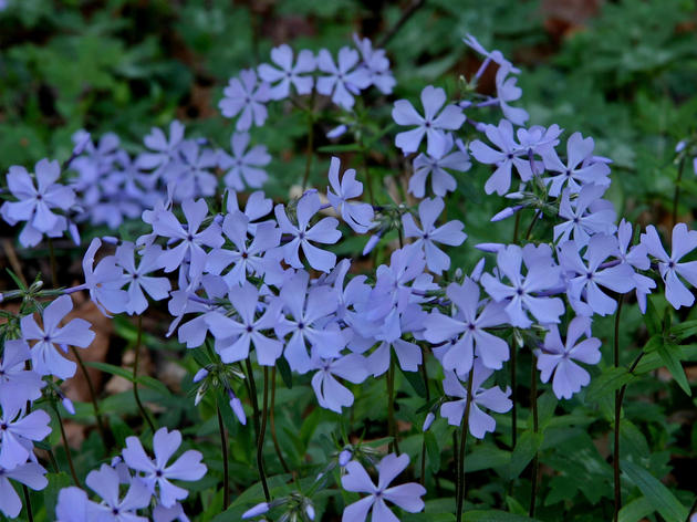 Phlox: A Sweet Addition To Any Woodland Garden