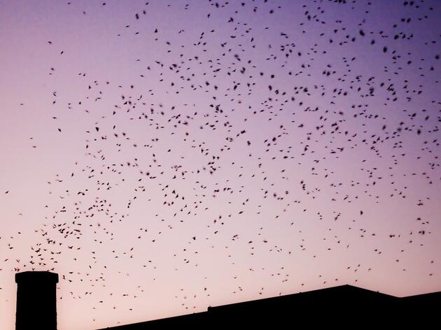See Swifts Roosting in a Chimney Near You! 