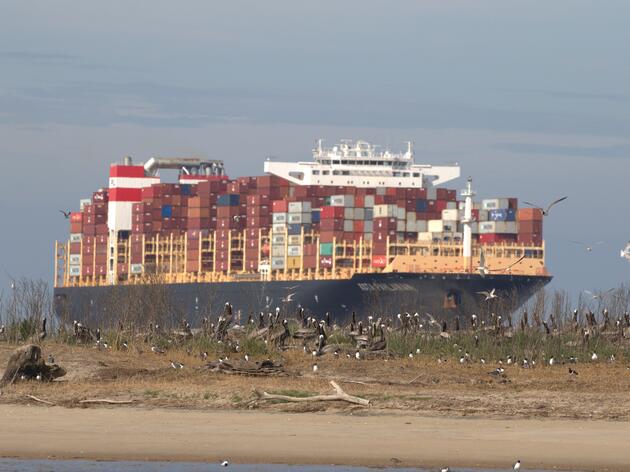 Proposed Wilmington Port Expansion is Bad News for Birds and People 