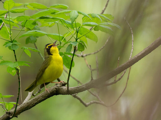 Less Light, More Trees for Migrating Birds 