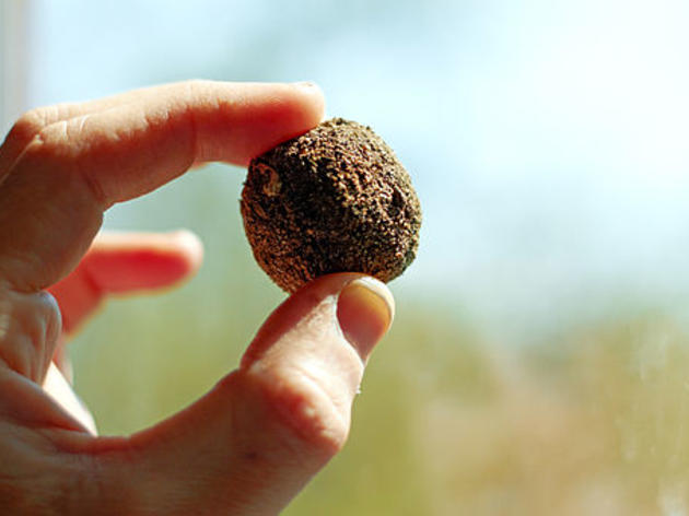 Spread Native Plants with DIY Seed Bombs!