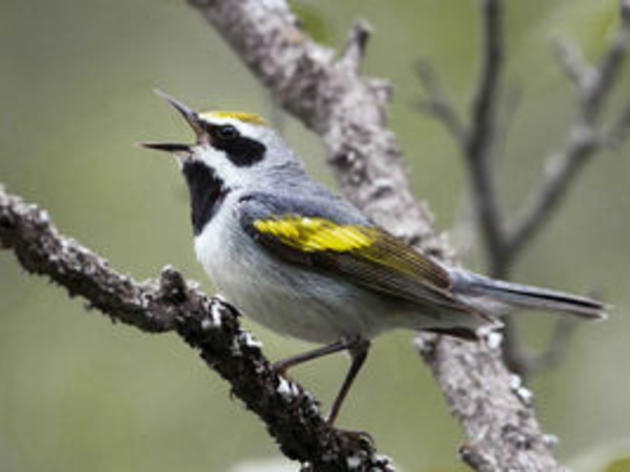 Winston-Salem Journal: Birds are sensitive to surroundings